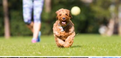 Dog Park at Salvadore Park